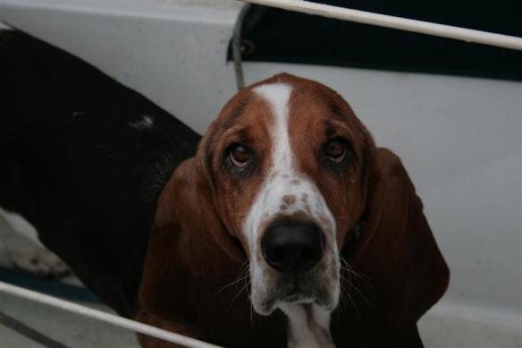 Sam, the basset hound.