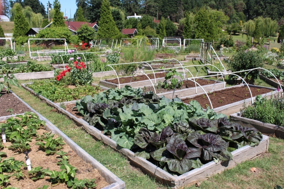 All raised beds, i love to grow veggies like that, so much easier to manage.